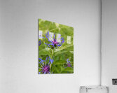Corn Flower Acrylic Print