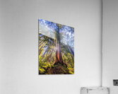 Sunlit tree canopy Acrylic Print