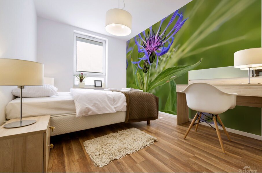 Corn Flower Mural print