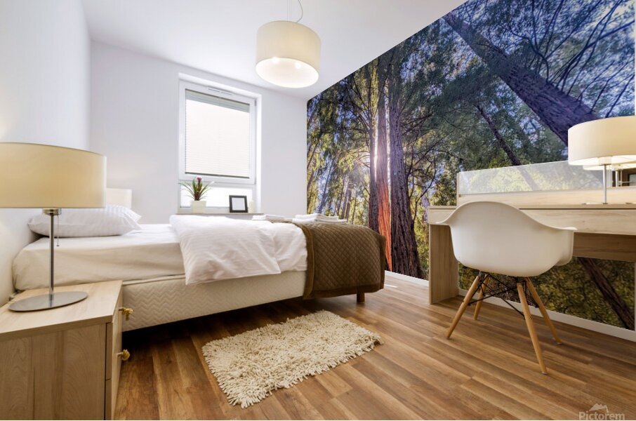 Sunlit tree canopy Mural print