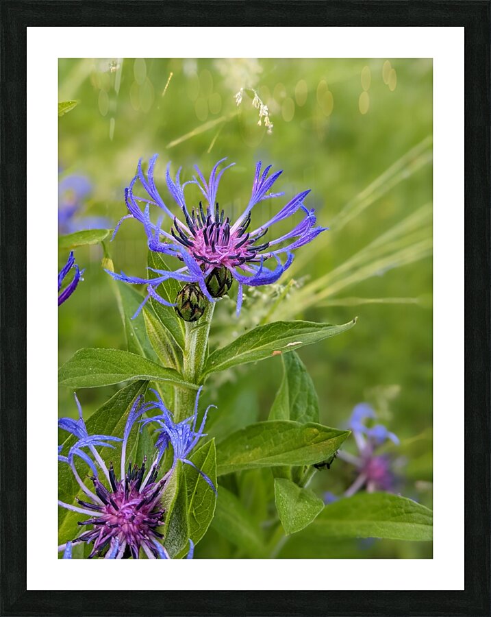 Corn Flower Picture Frame print