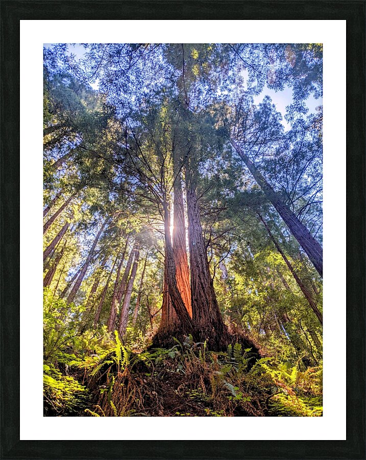 Sunlit tree canopy Picture Frame print