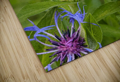 Corn Flower Photography Madewell puzzle