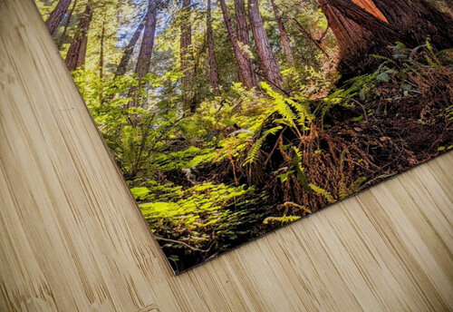 Sunlit tree canopy Photography Madewell puzzle