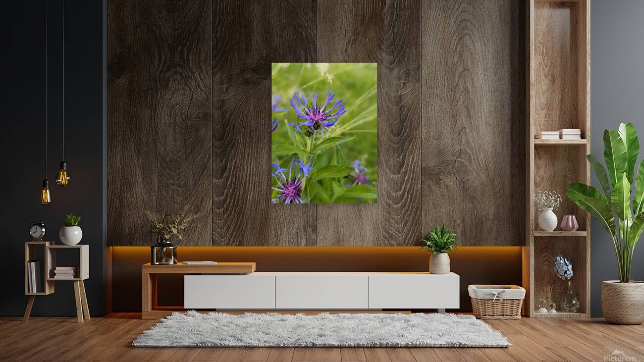 Corn Flower Reproduction