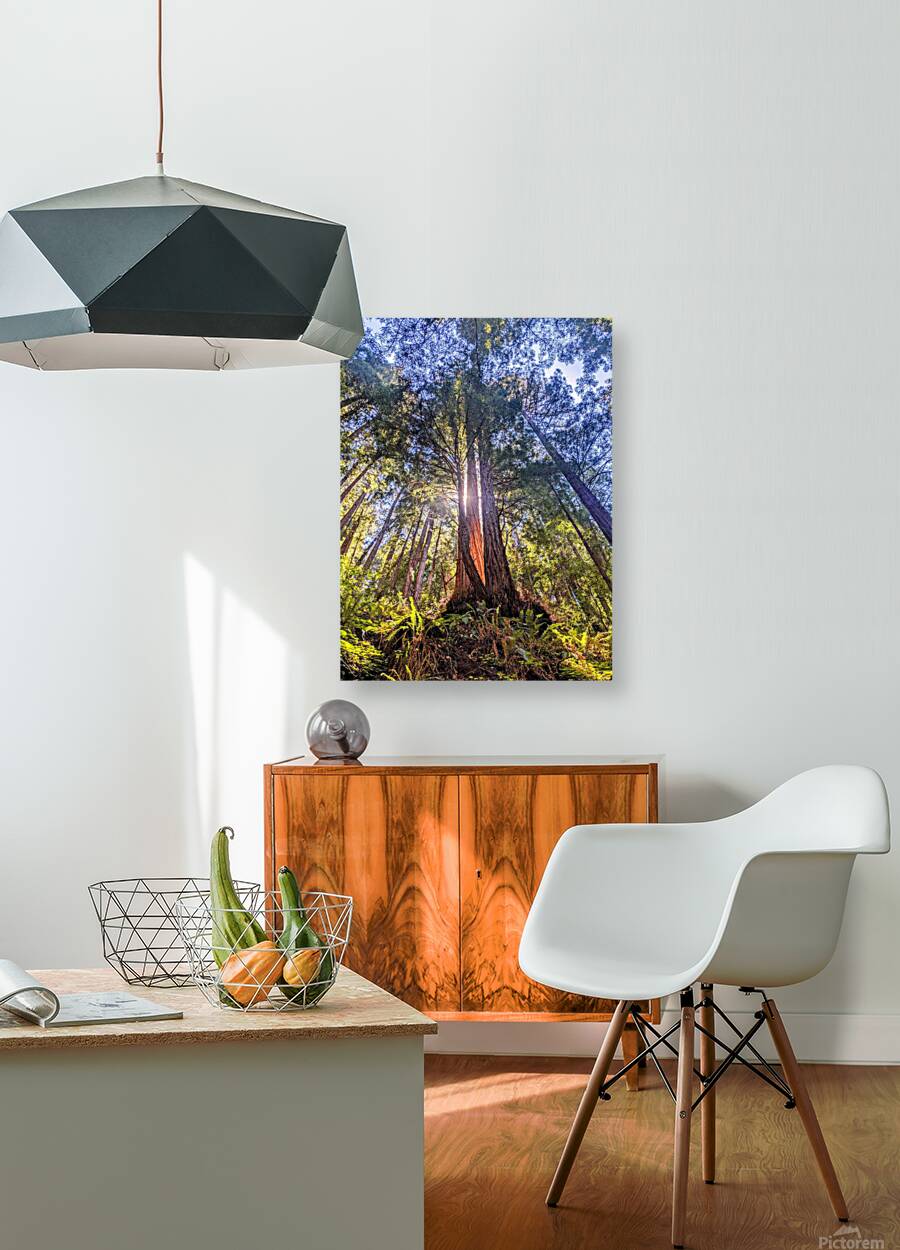 Sunlit tree canopy Reproduction