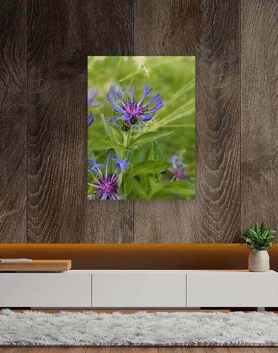 Corn Flower by Photography Madewell