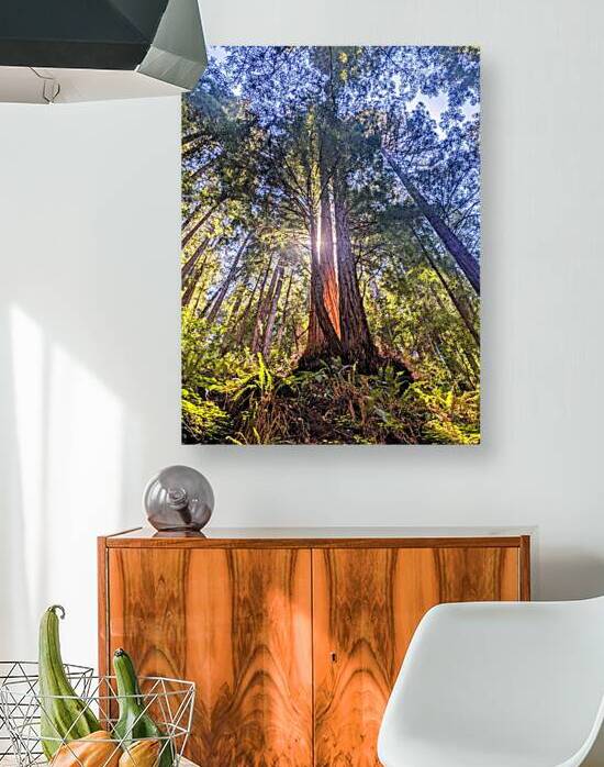 Sunlit tree canopy by Photography Madewell