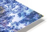Sunlit tree canopy HD Metal print