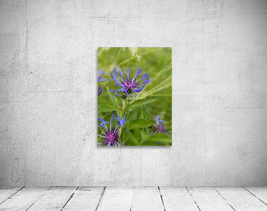 Corn Flower Wall Preview