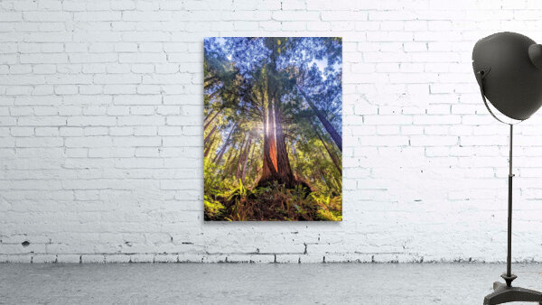 Sunlit tree canopy Wall Preview