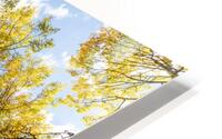 Changing Aspens HD Metal print