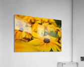 Wild Flowers Acrylic Print