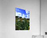 Sunflower Days Acrylic Print