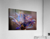 Rose Acrylic Print