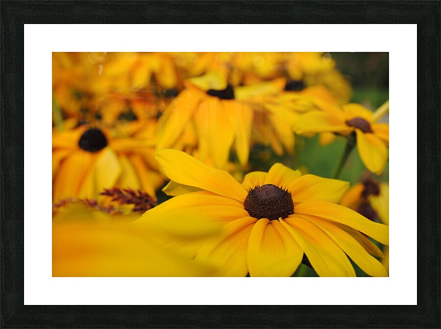 Wild Flowers Picture Frame print