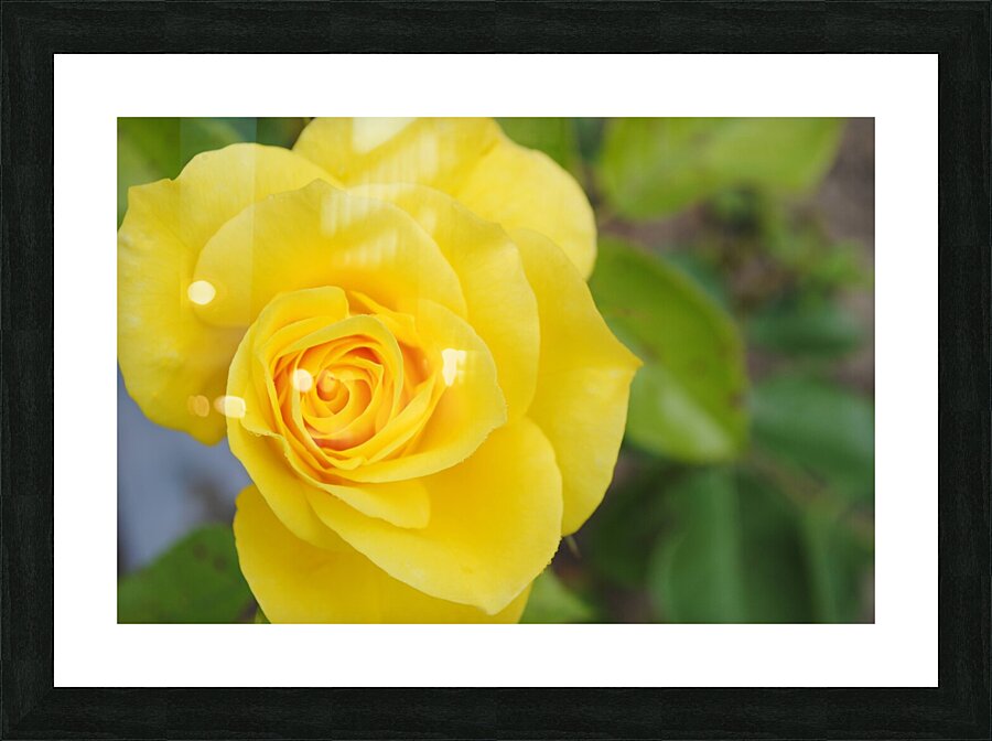 Yellow Rose Picture Frame print