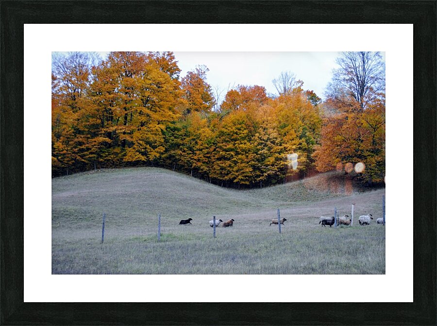 Running Sheep Picture Frame print