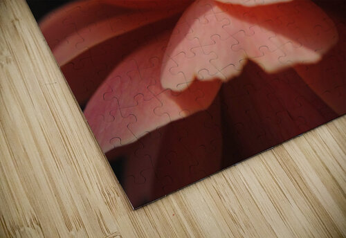 Orange Rose Dakota Rocha puzzle