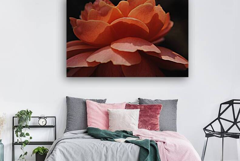 Orange Rose Reproduction