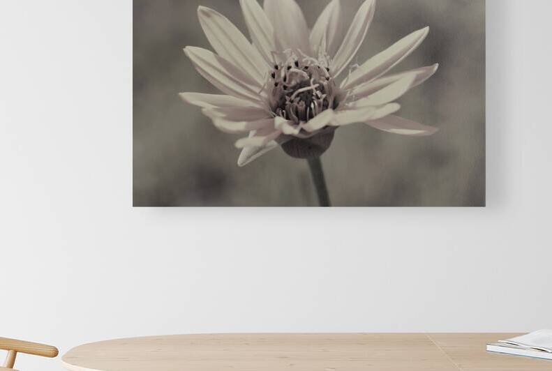 Wild Daisy Reproduction