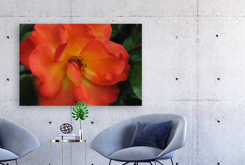 Sherbert Rose Reproduction