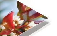 Budding HD Metal print