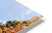 Autumn Road HD Metal print