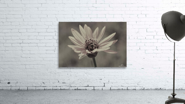 Wild Daisy Wall Preview
