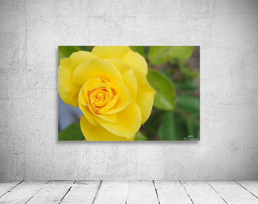 Yellow Rose Wall Preview