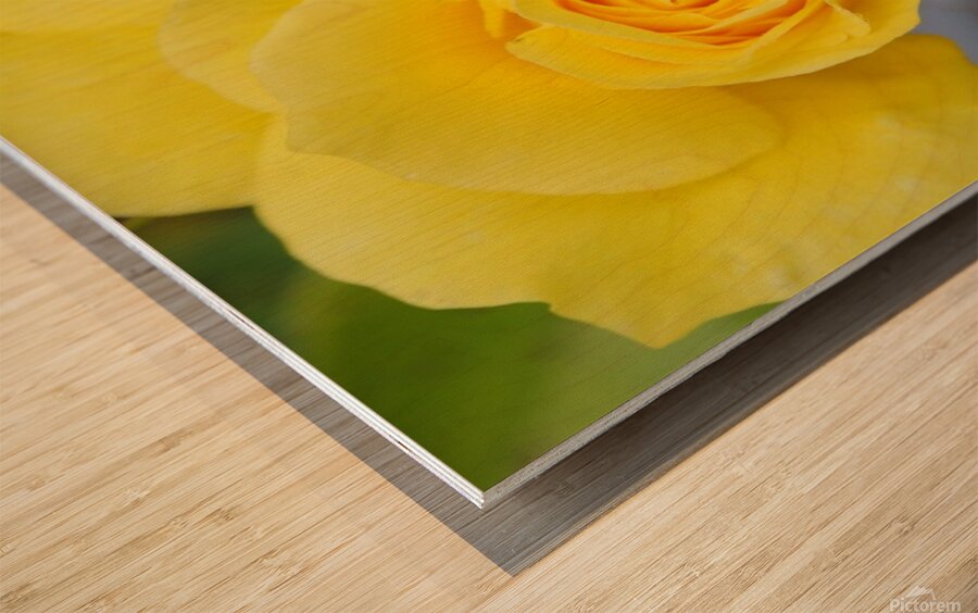 Yellow Rose Wood print