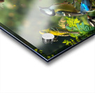 Birds Chatting 1 Acrylic print