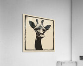 Giraffe 1 Acrylic Print