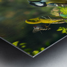 Birds Chatting 1 Metal print