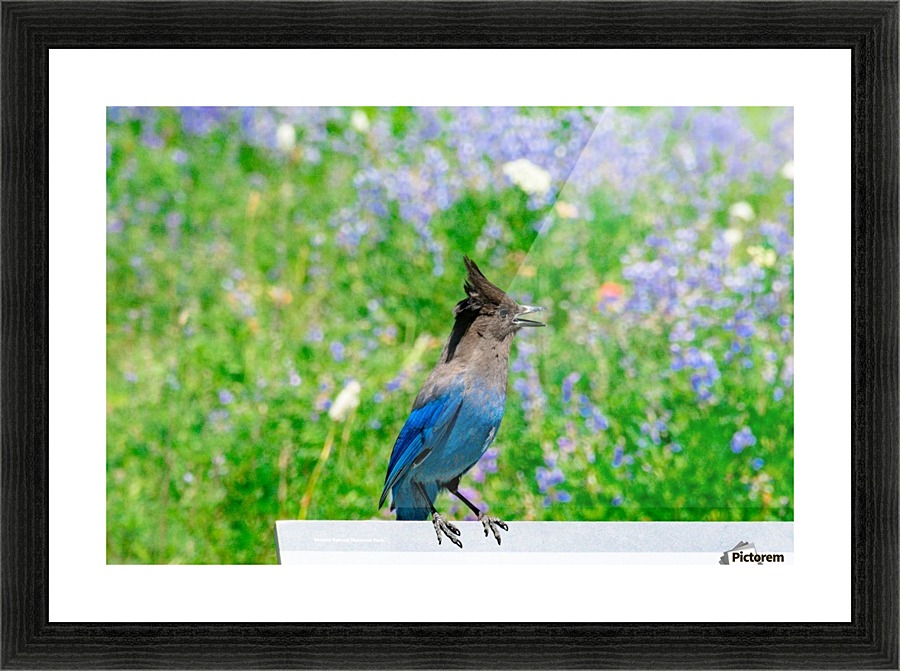 Steller's Jay Picture Frame print