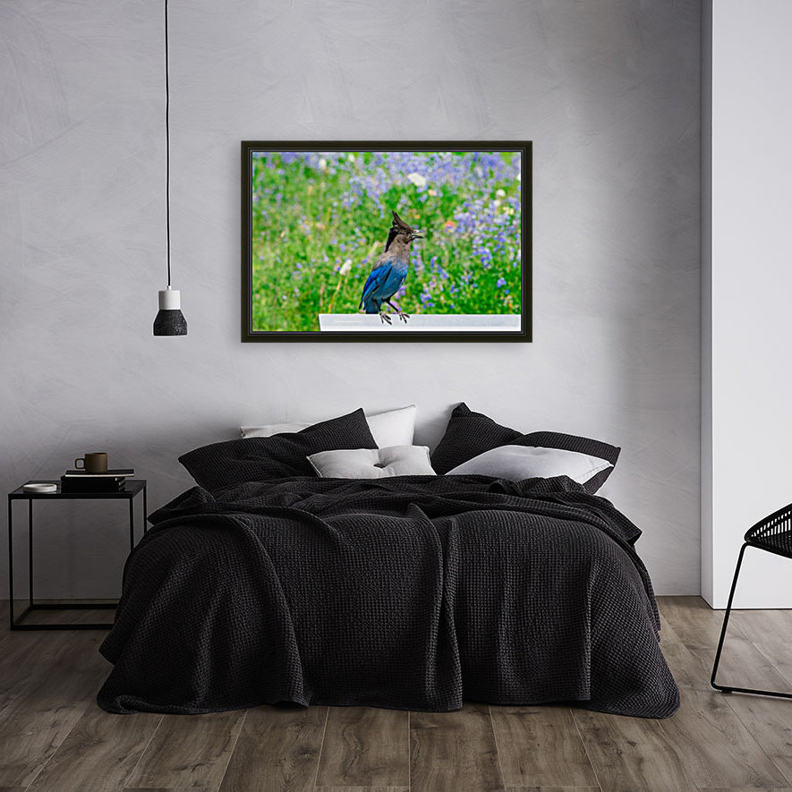 Steller's Jay Reproduction