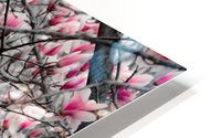 Magnolia Tree In Spring Bloom HD Metal print
