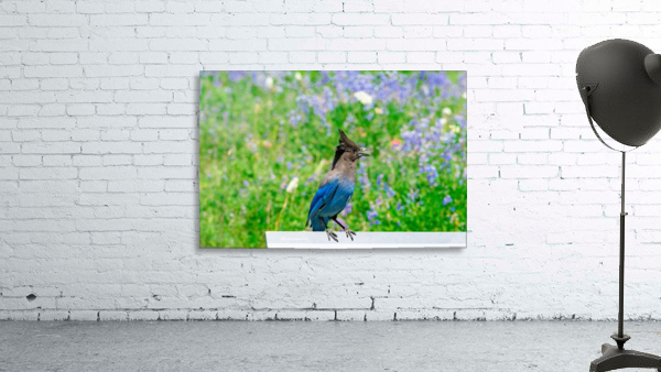 Steller's Jay Wall Preview