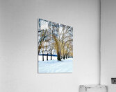 Color in winter Acrylic Print