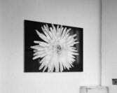 Flower Acrylic Print