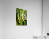 Morning dew Acrylic Print