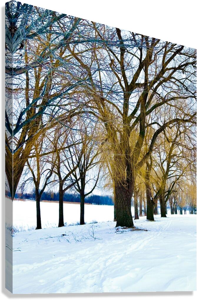 Color in winter Canvas Print