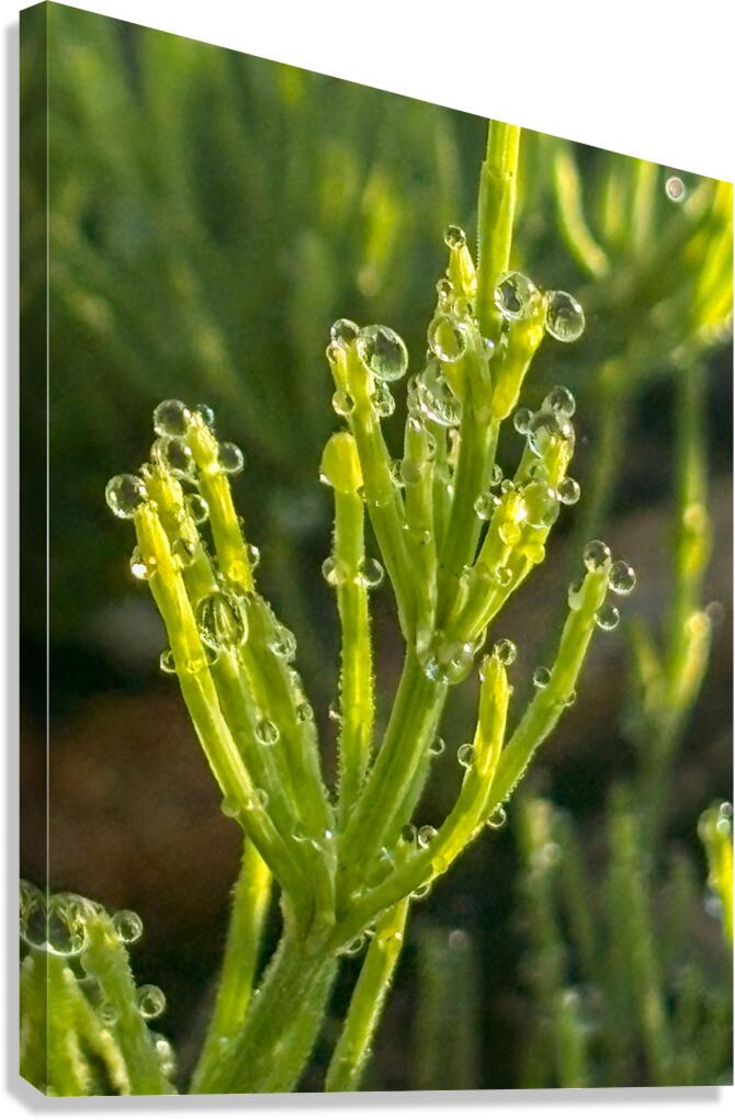 Morning dew Canvas Print