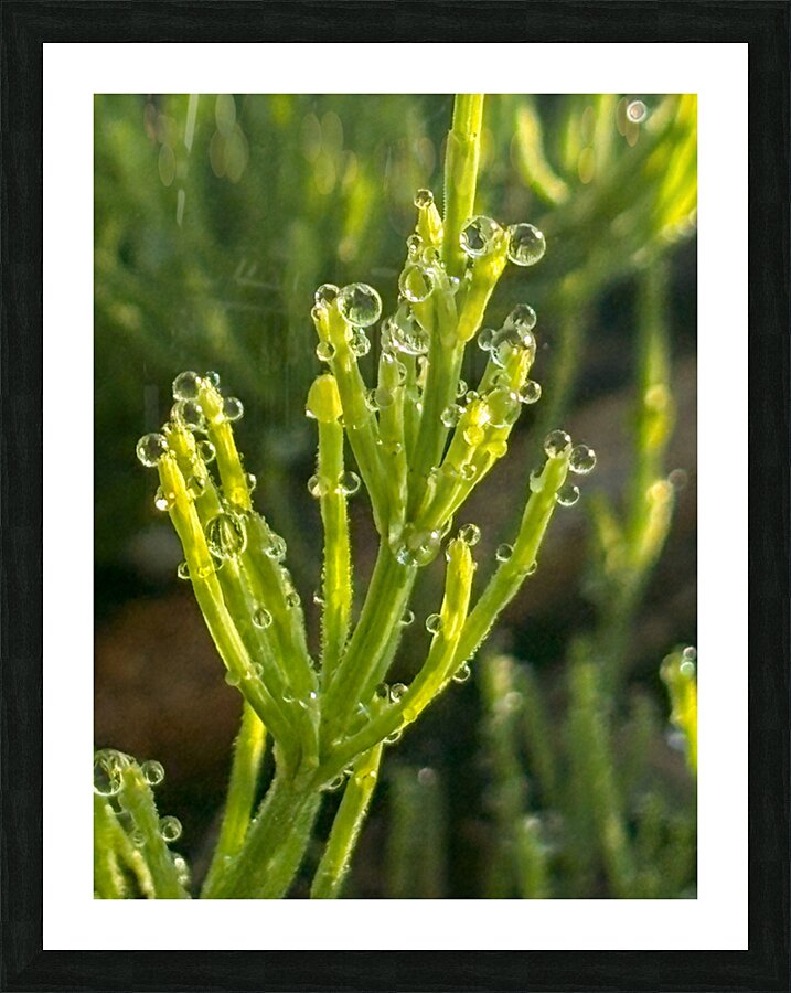 Morning dew Picture Frame print
