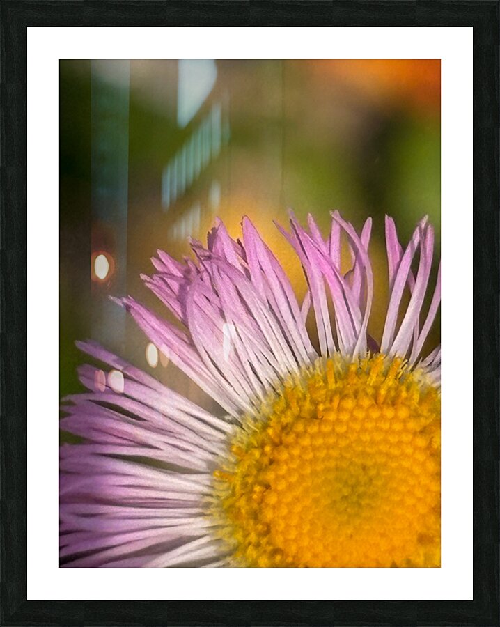 Flower 2 Picture Frame print