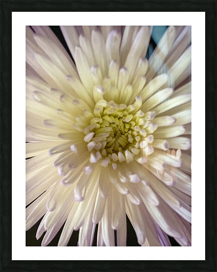 Flower 3 Picture Frame print