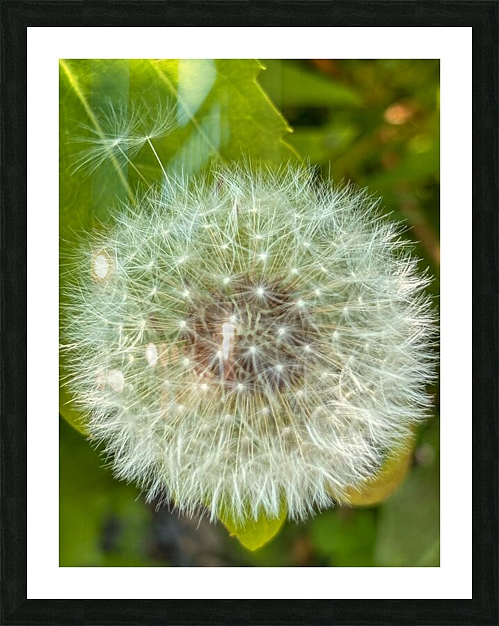 Dandelion pollen Picture Frame print