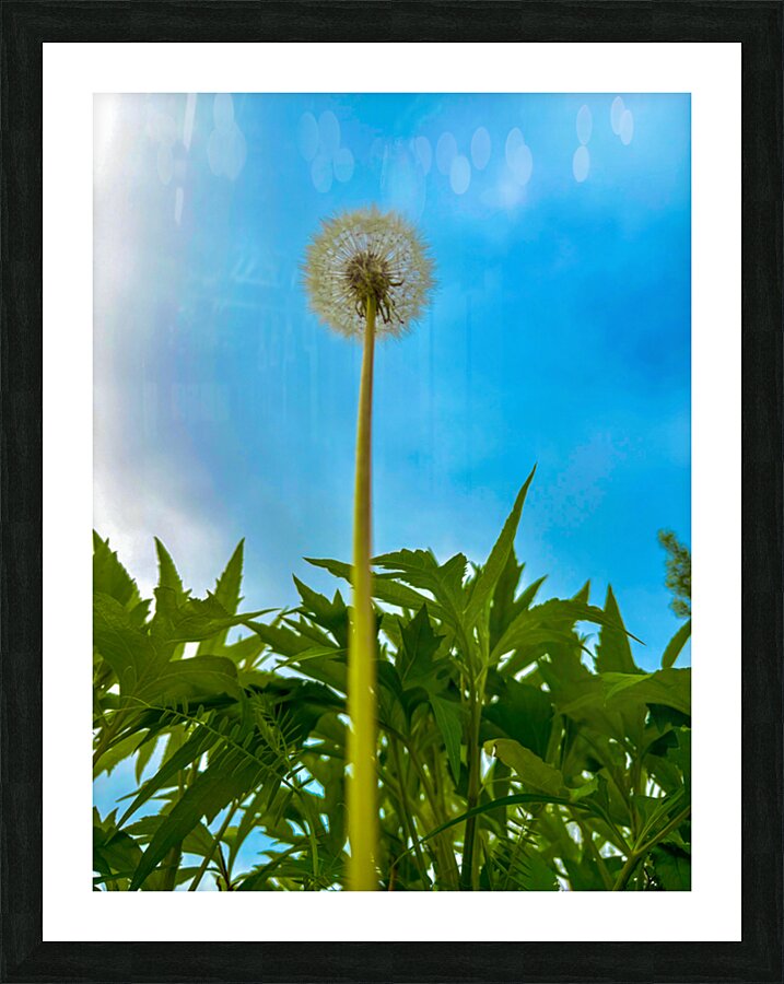 Dandelion Picture Frame print