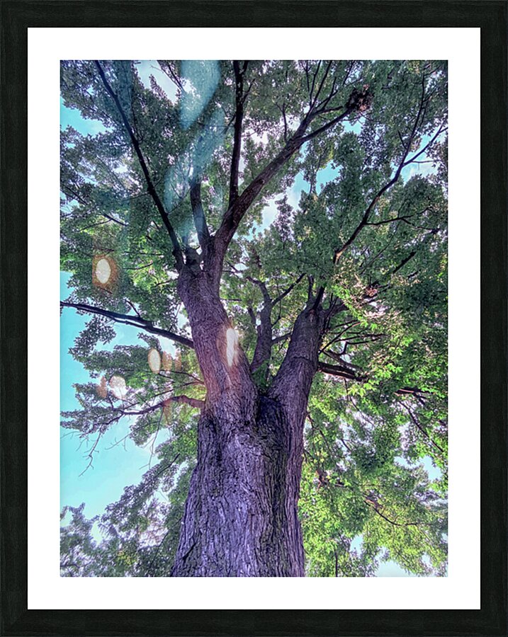 Tree Picture Frame print