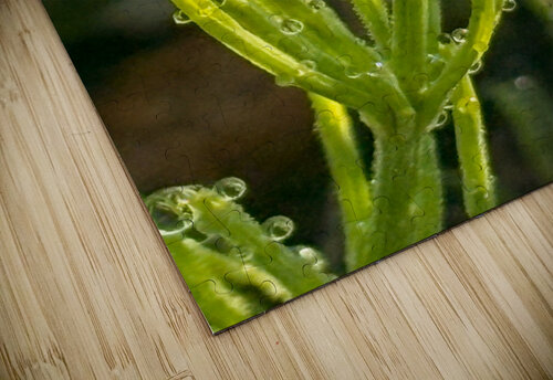 Morning dew Genevieve Gagnon puzzle